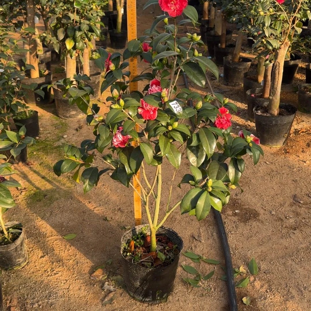 少量花朵（建议范围：2朵-5朵 或40%以下）733龙火珠