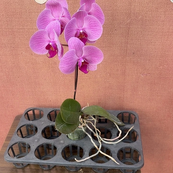 妞***妞完全开放067蝴蝶兰实生