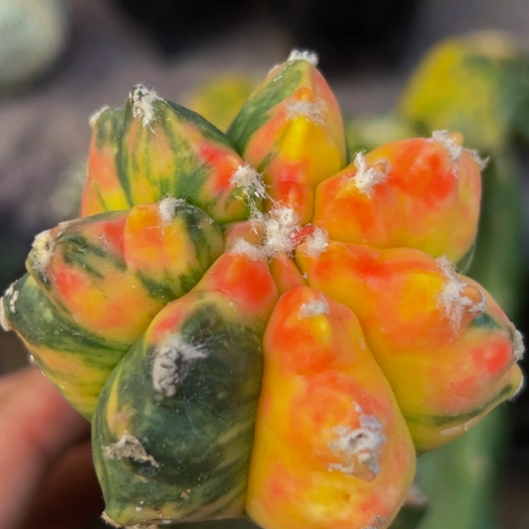 无花朵角尤鸾凤玉锦696