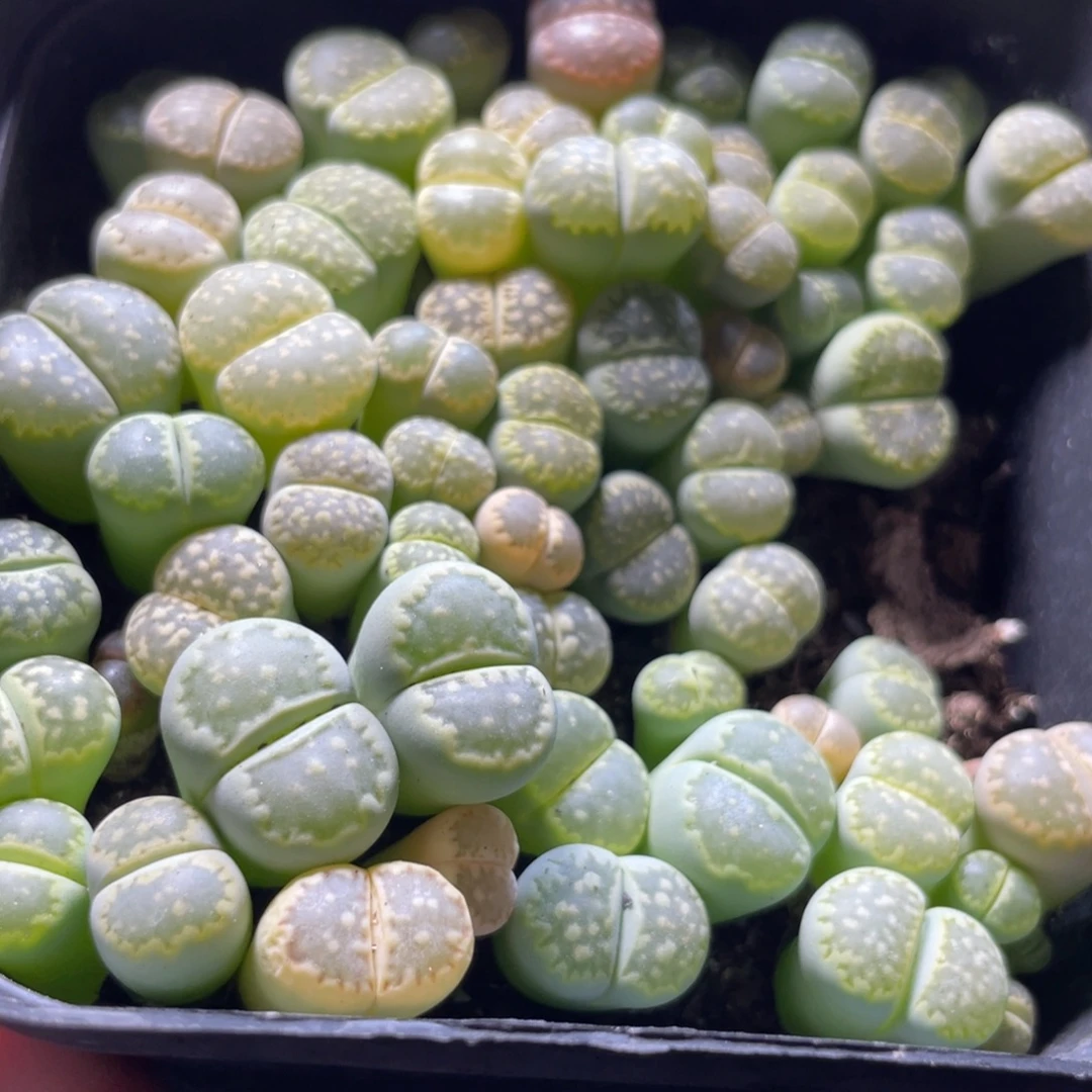 今晚大盆特价更新～15