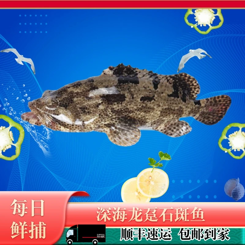【5斤特大石斑鱼】 新鲜深海龙胆石斑鱼深海鱼海鲜水产速冻生猛生鲜