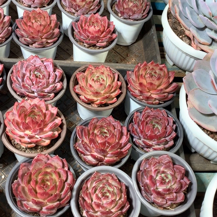 夜魔侠带盆土两单包邮