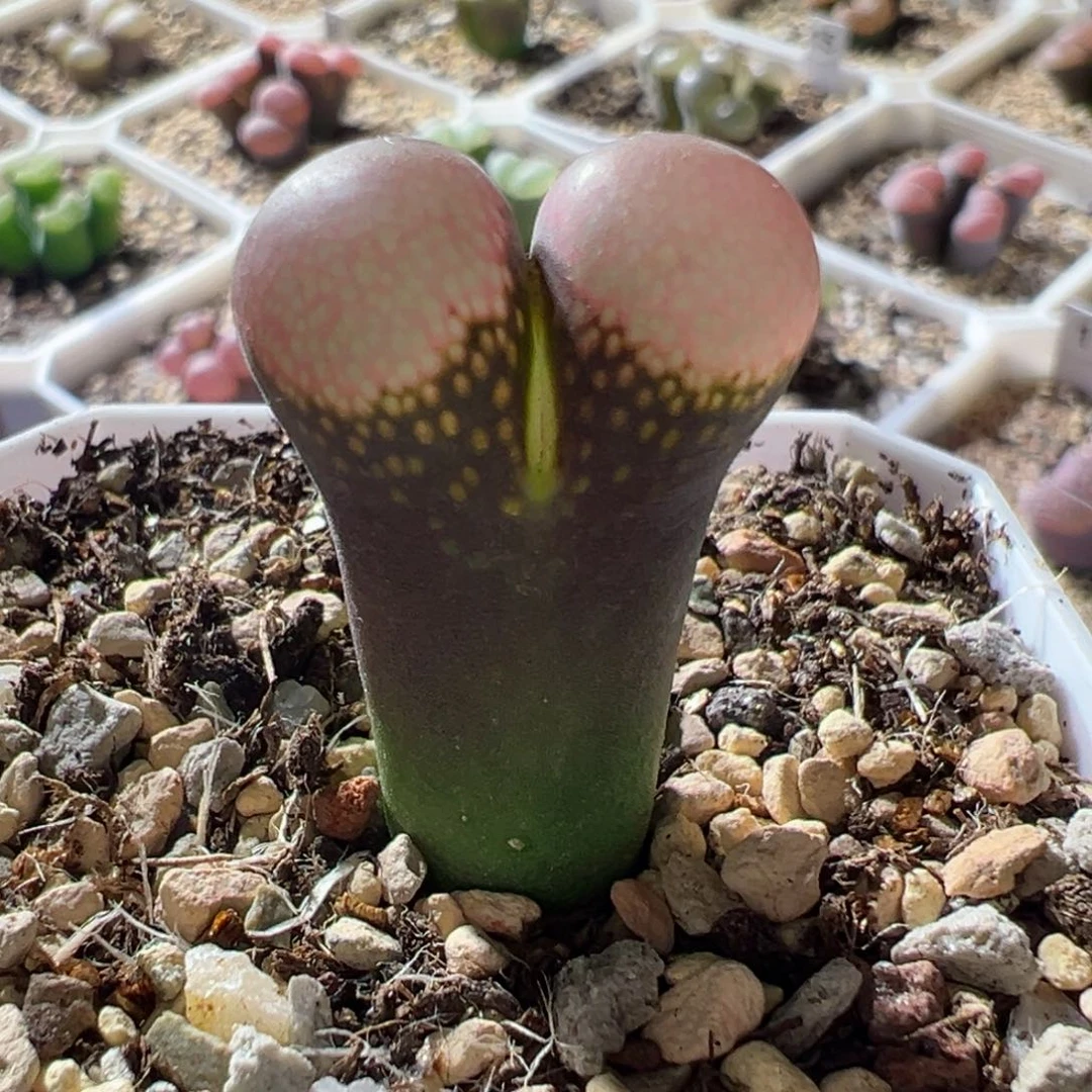 大鼓窗 油亮窗 有点腿 10