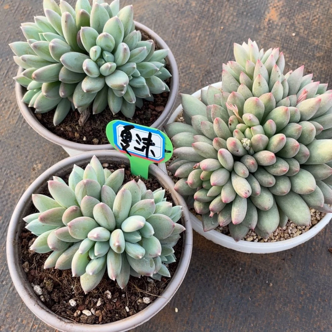 ?****?姐姐我在挑战自己想