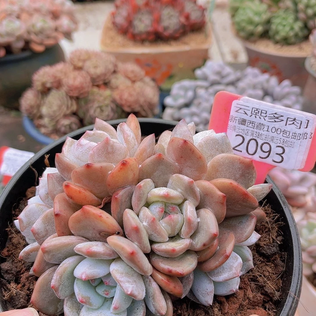 2093橙梦露。