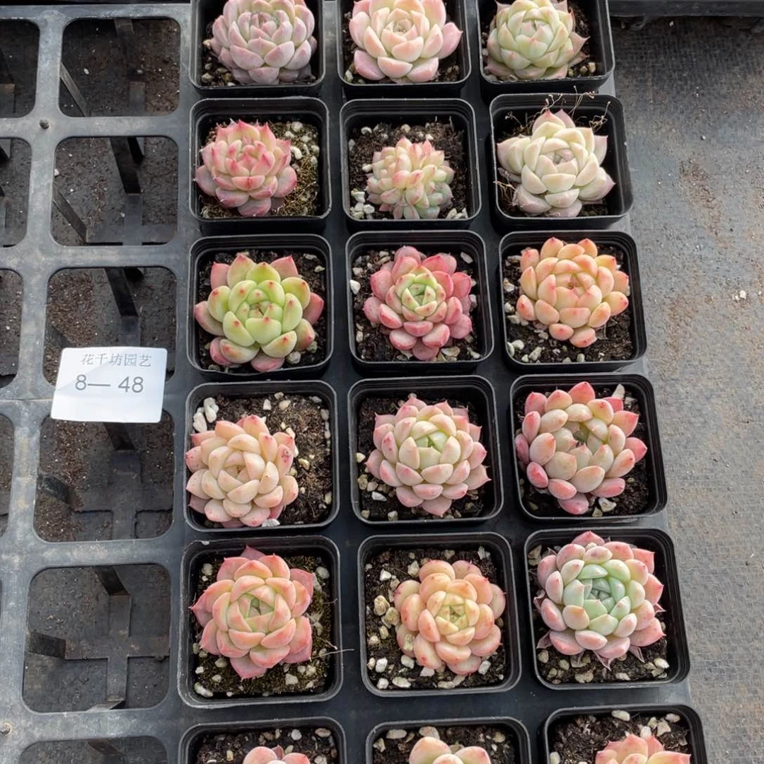 一物一拍18颗8-48