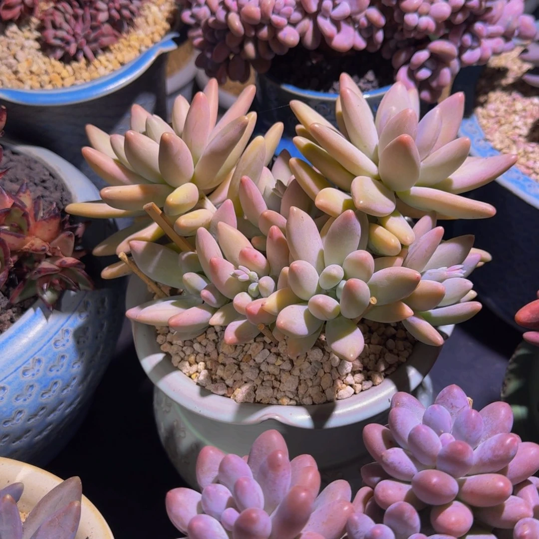 白兰地 群生  一物一拍