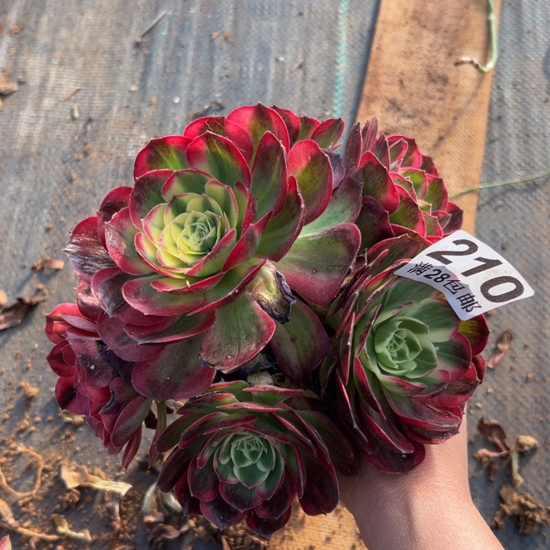 多肉植物210无售后