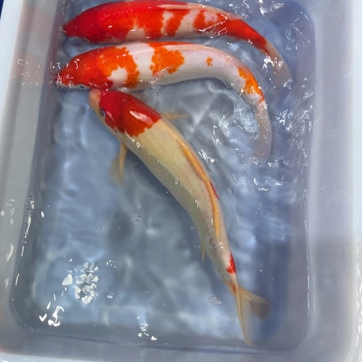 锦鲤锦鲤红白三色