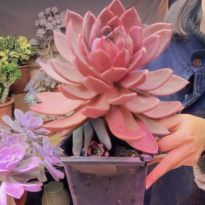 梦***宝红糖咖多肉植物好看