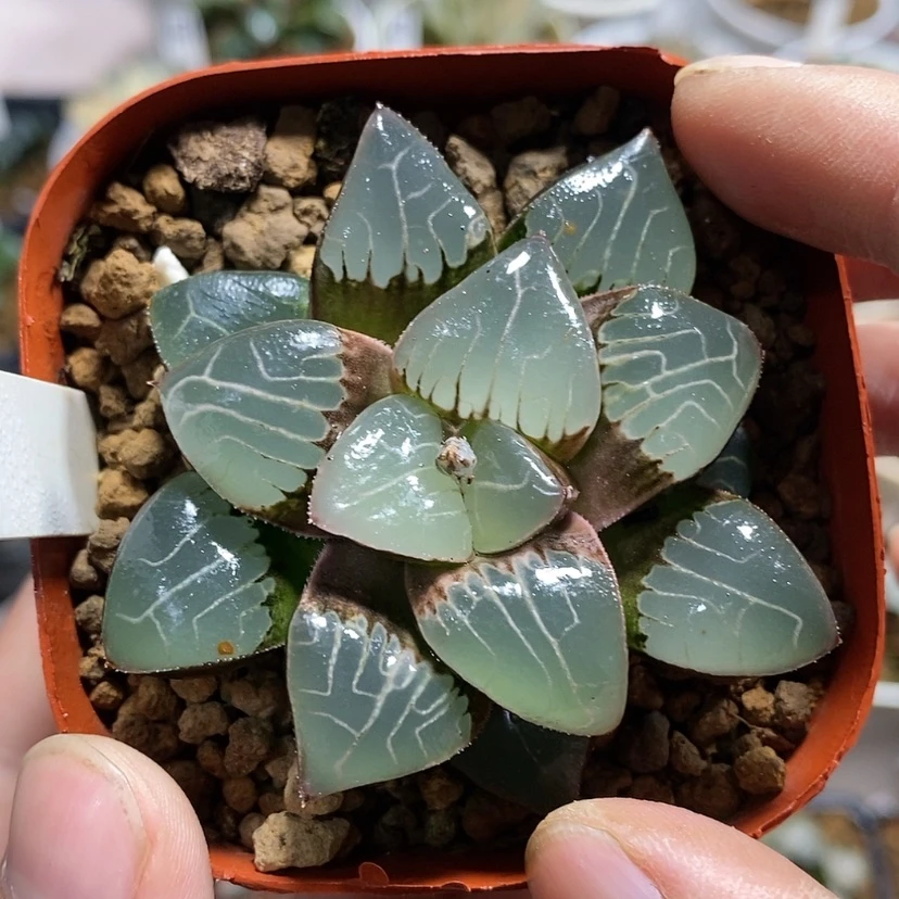 【闪购商品】83天池