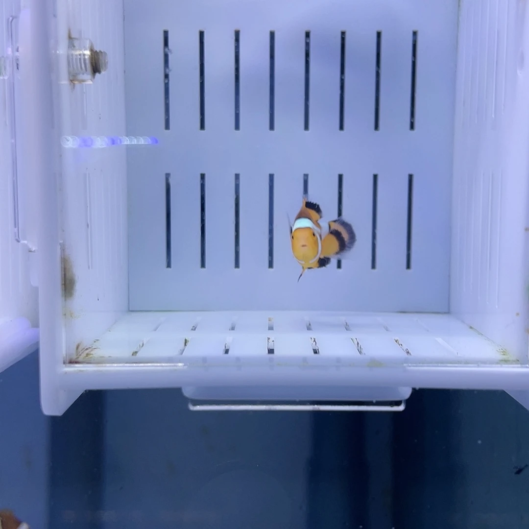 海水鱼精品黑背心礼服