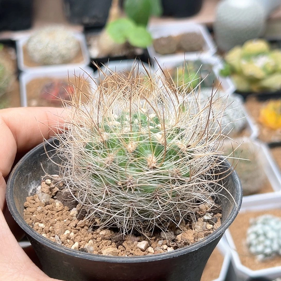 无花朵银翁玉实生球，微瑕
