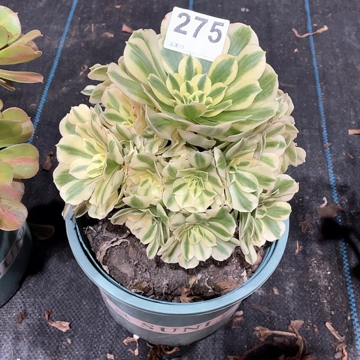 迈巴赫275   冠幅19