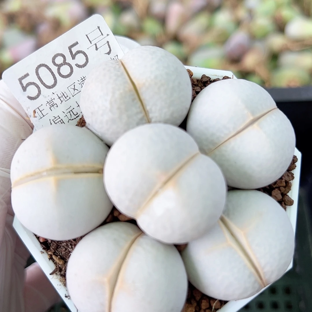 5085四年高尔夫6个2.5cm