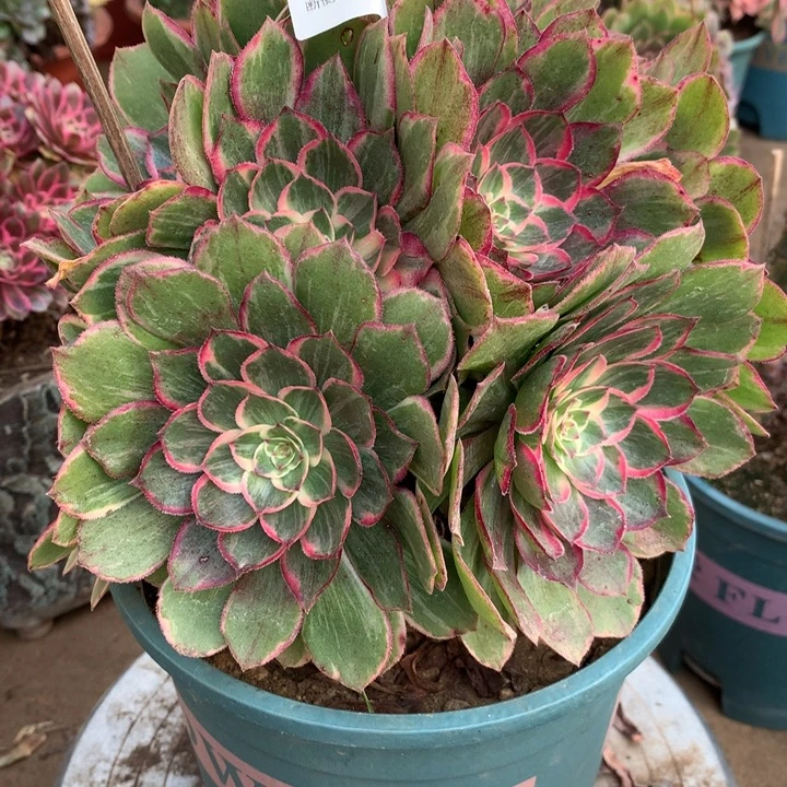 535，将卡座多肉植物特价