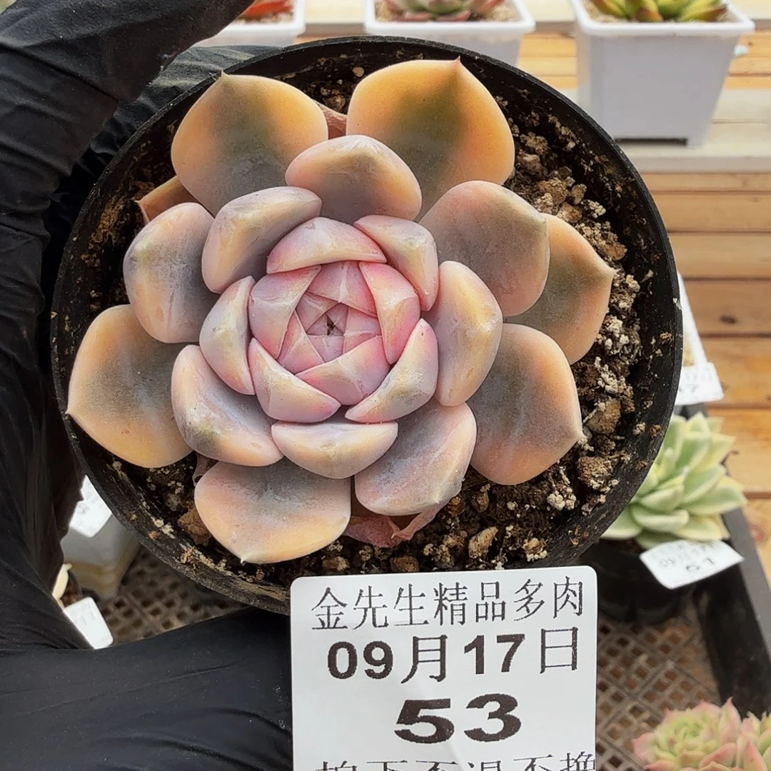 0917-53汉堡锦单头
