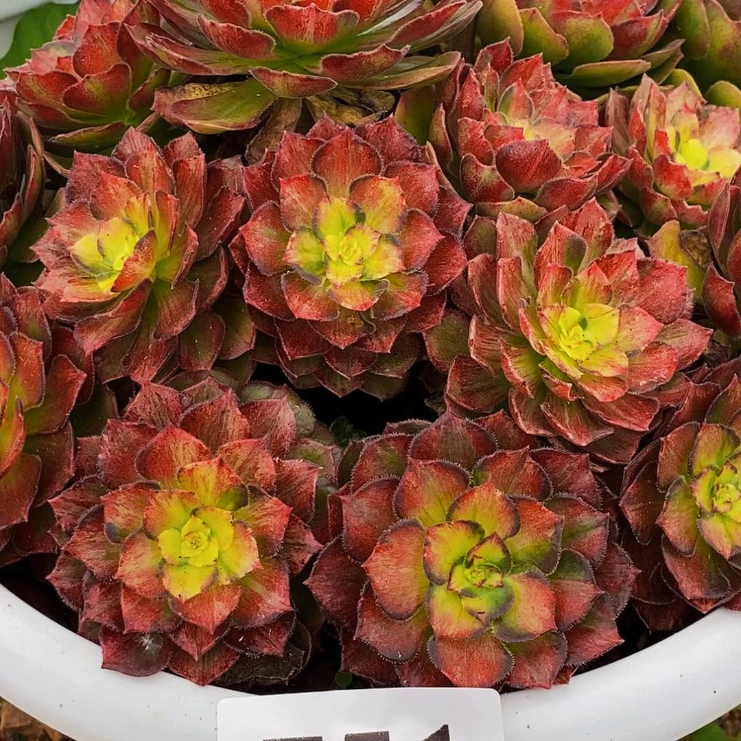 上古园艺多肉法师751