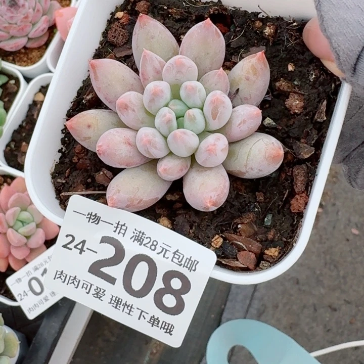 所罗门多肉无盆土发货无