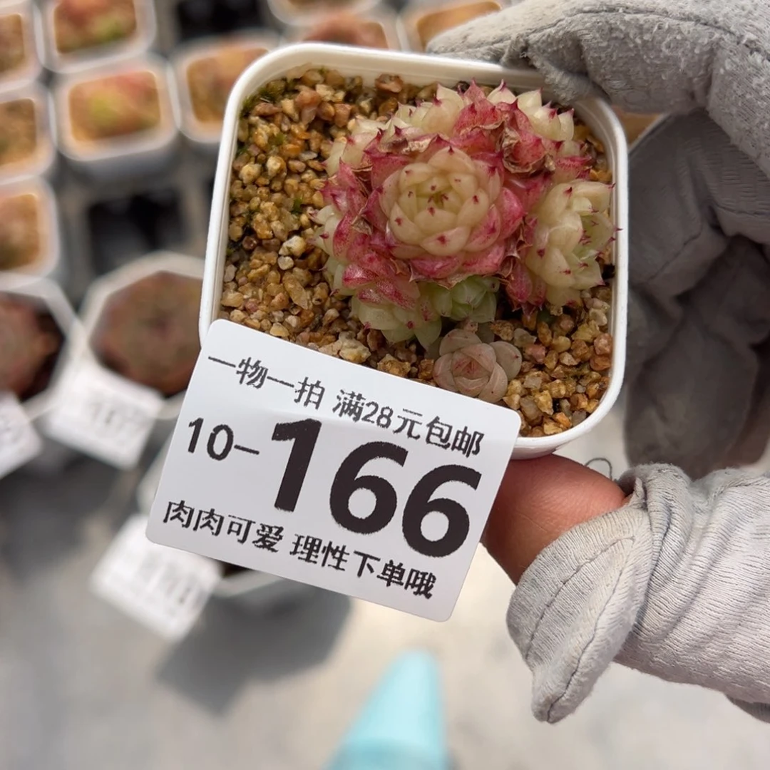 红狐多肉多肉多肉多肉