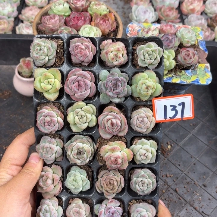 精品多肉直播一物一拍137