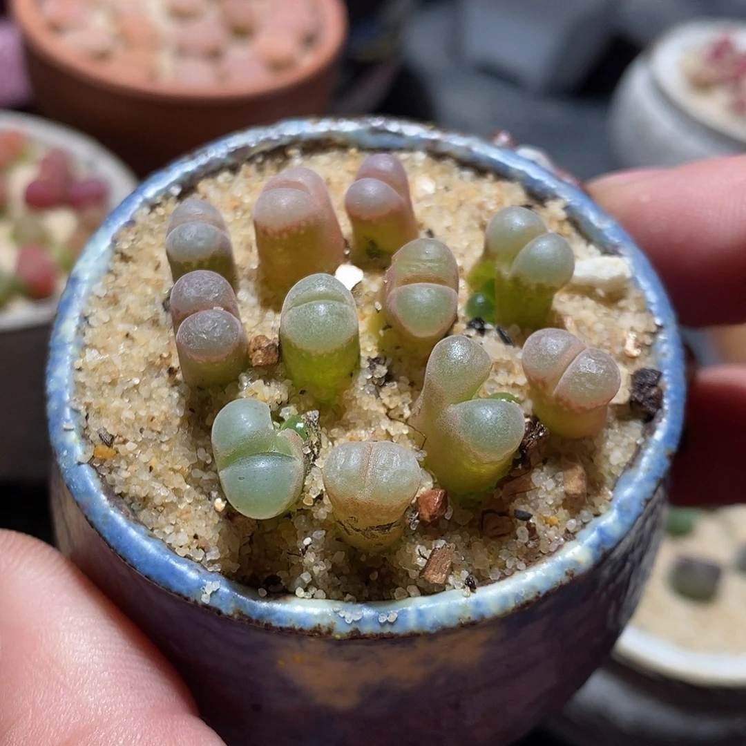 五颗鲑鱼粉杂交。      风铃。