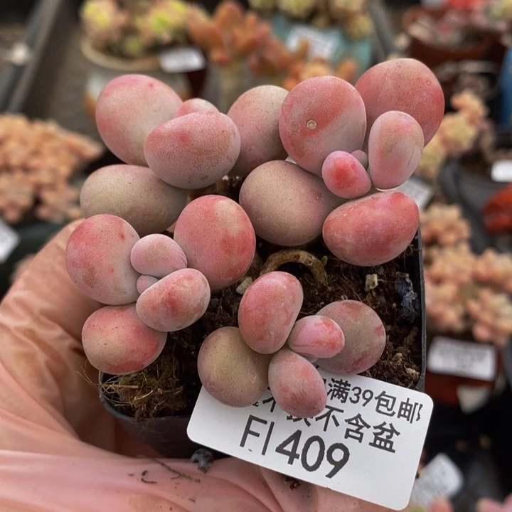 腰子桃蛋7cm409多肉植物