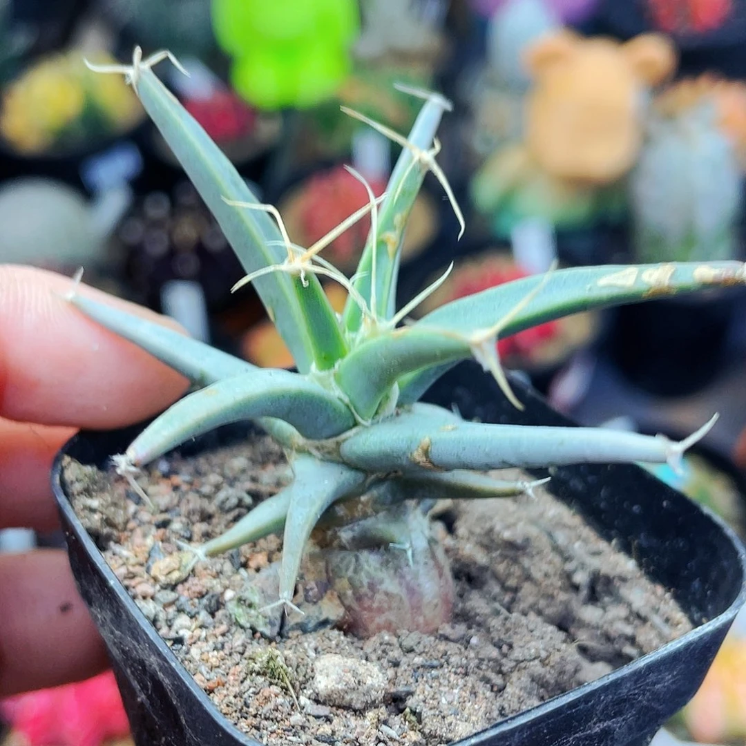 光山非偏远地区满25包邮仙人球