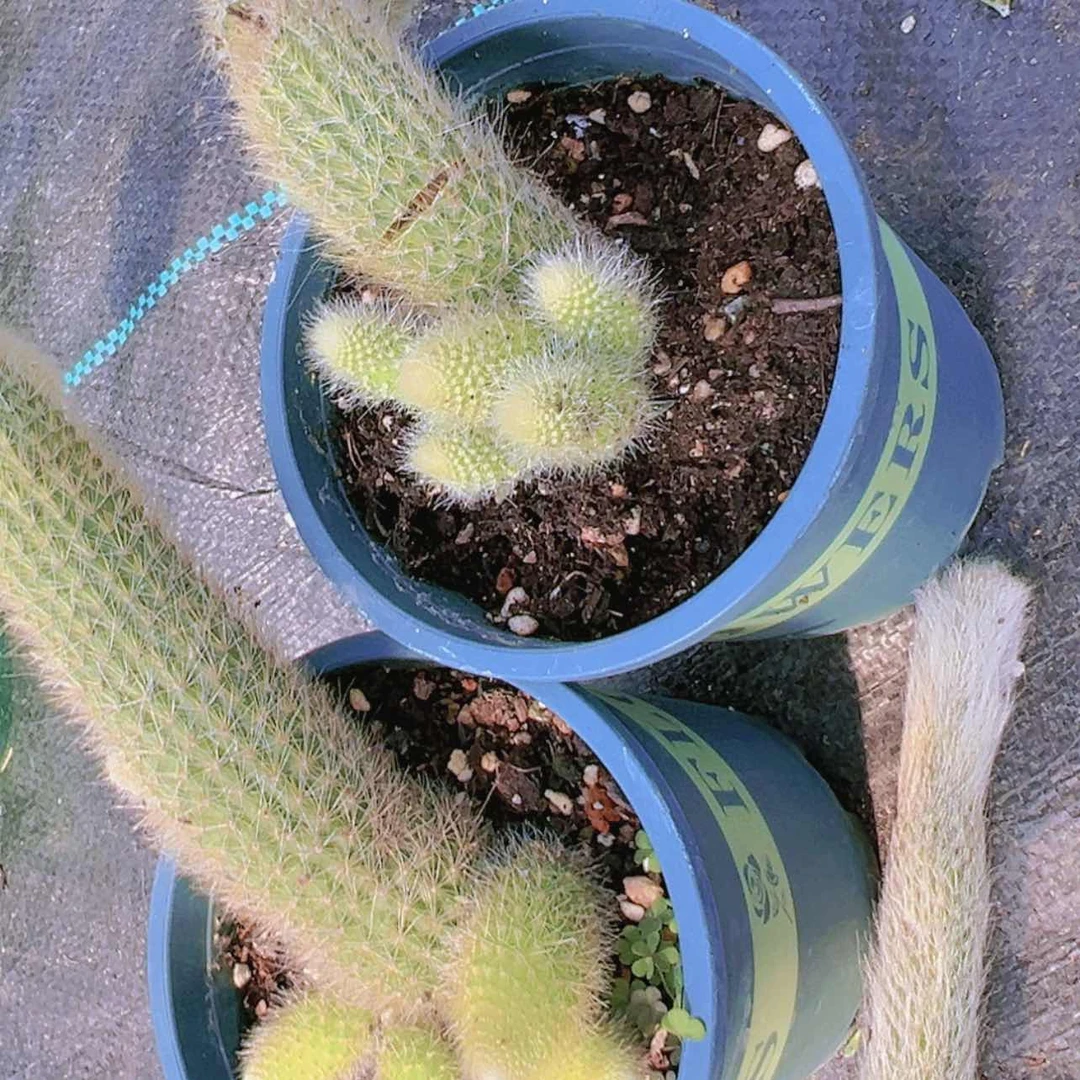 【闪购商品】2盆多仔九尾狐