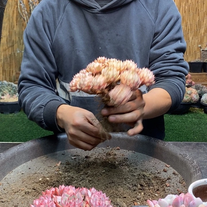 I***萌203号苯巴多肉植物