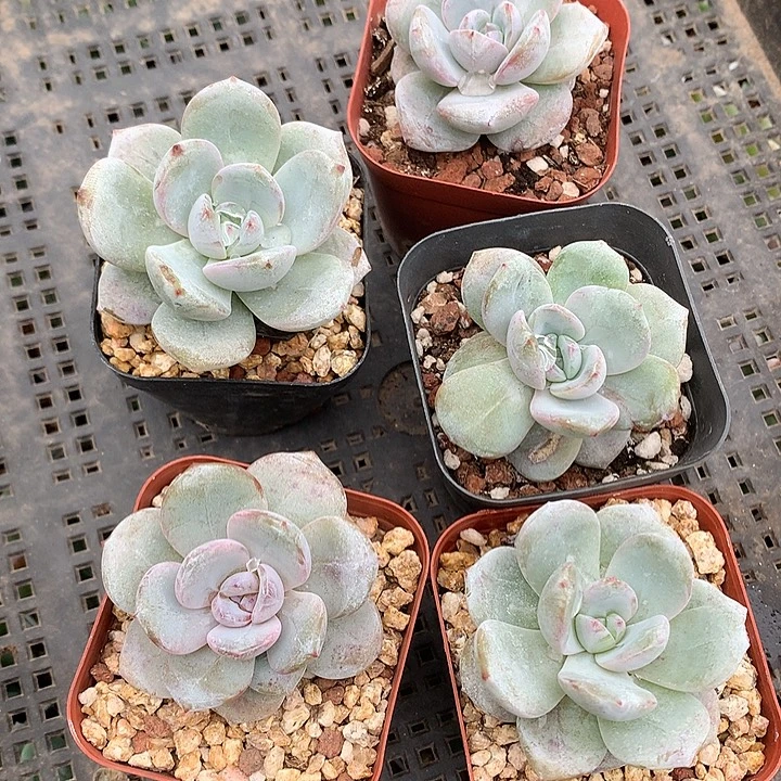 韩版奶茶5颗35包邮 一物一拍