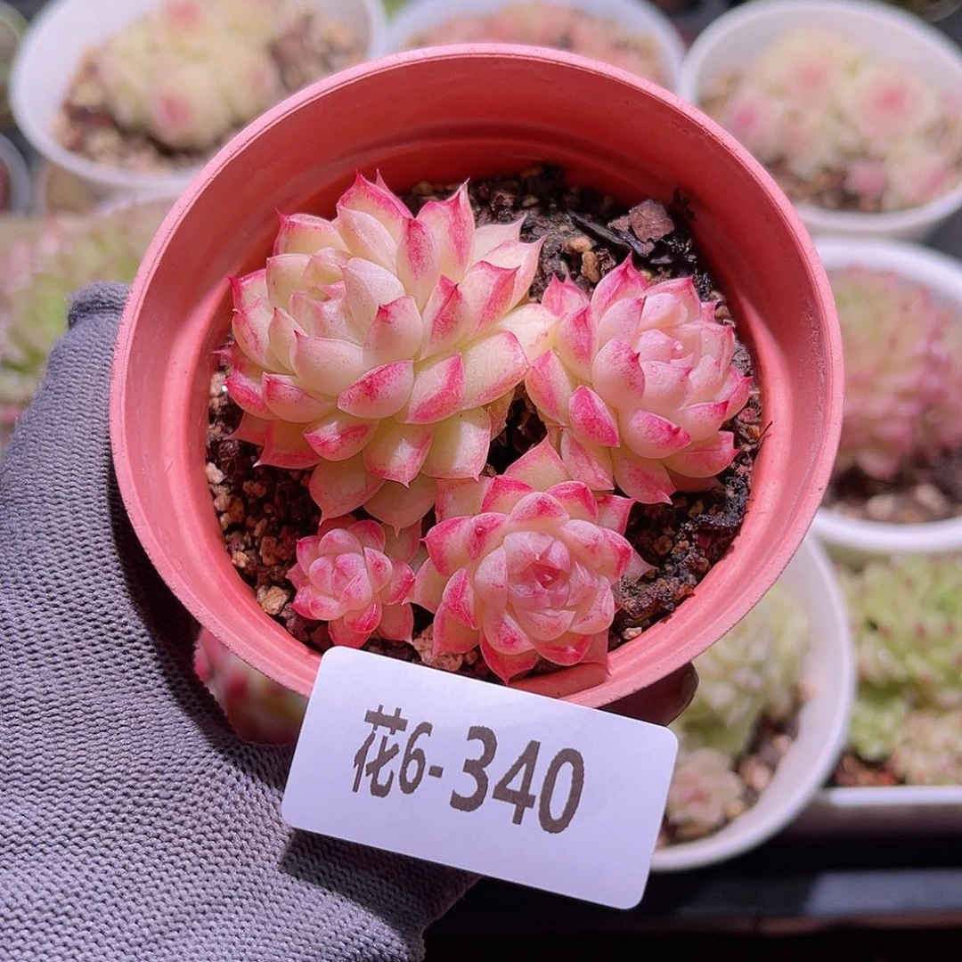 花06-340女王小群