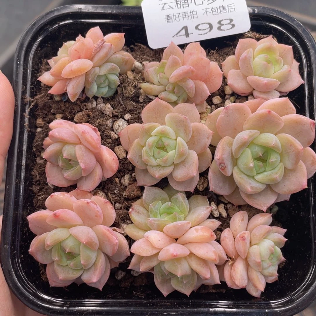 云糖心多肉植物498