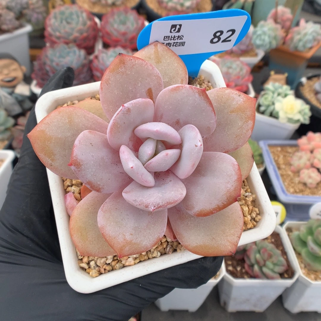 82 奶茶多肉多肉多肉