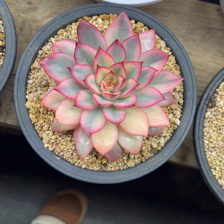 月光女神锦 夏鸣园艺