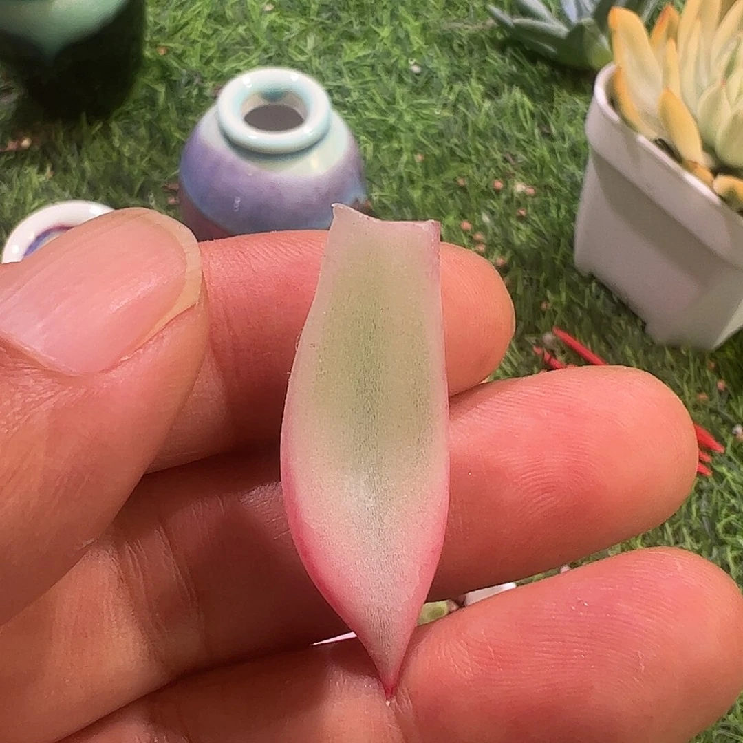 哦***璃多肉植物多肉植物