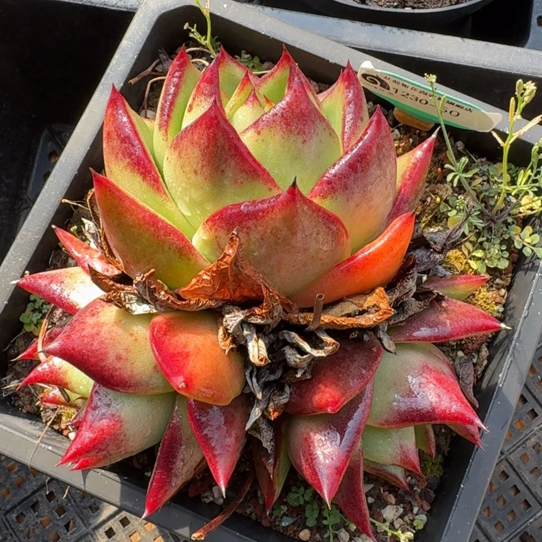 从前慢花园多肉精选编号1230-50