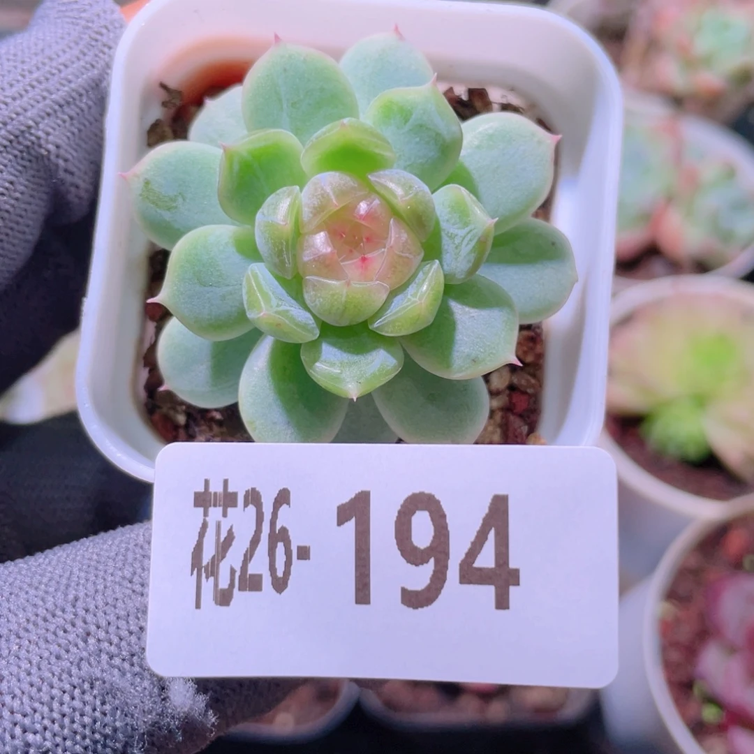 花利美26-194珍妮