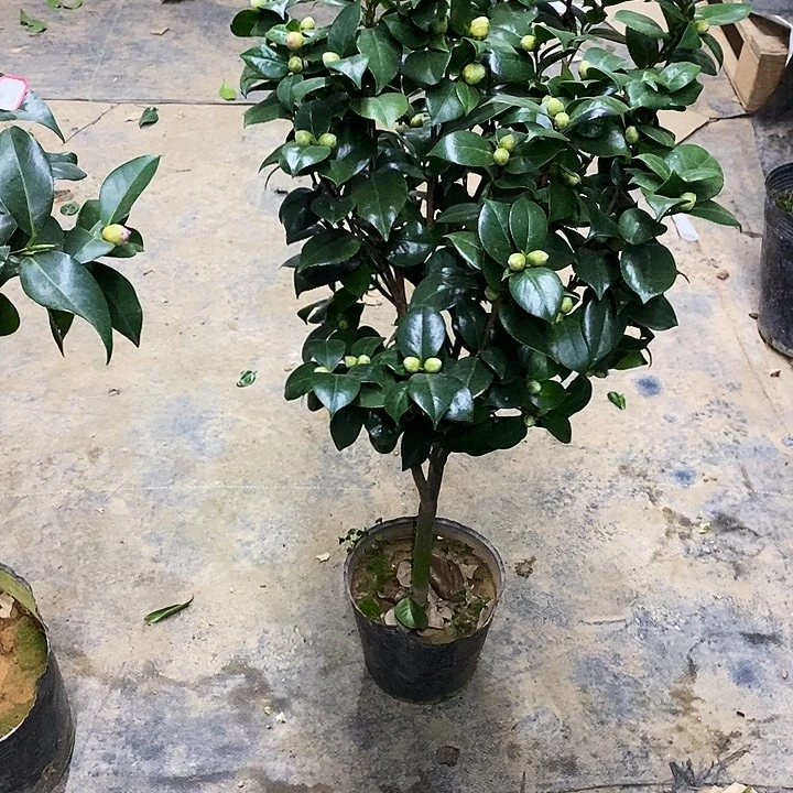 双色十八。        茶花。