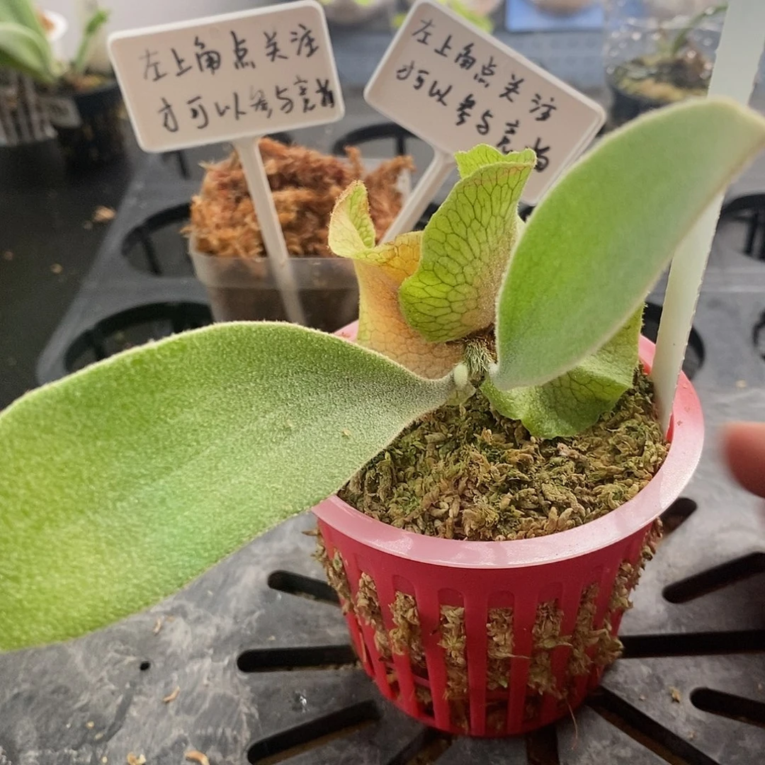 无花朵柠檬鹿角蕨