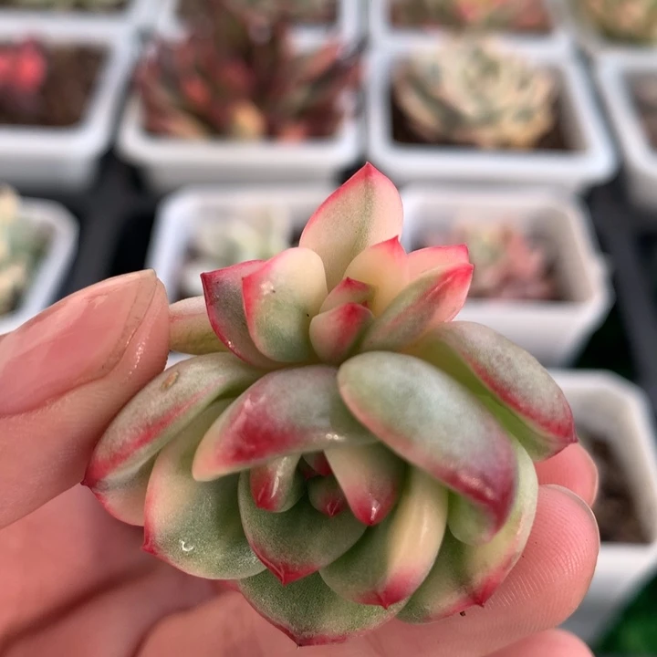 三文鱼锦，锦哥多肉