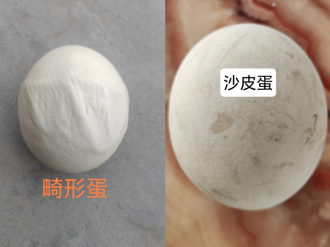 鸵鸟沙皮畸形蛋 不可存放需现吃