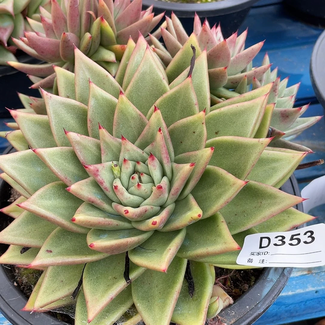 若茹东云单拍D353