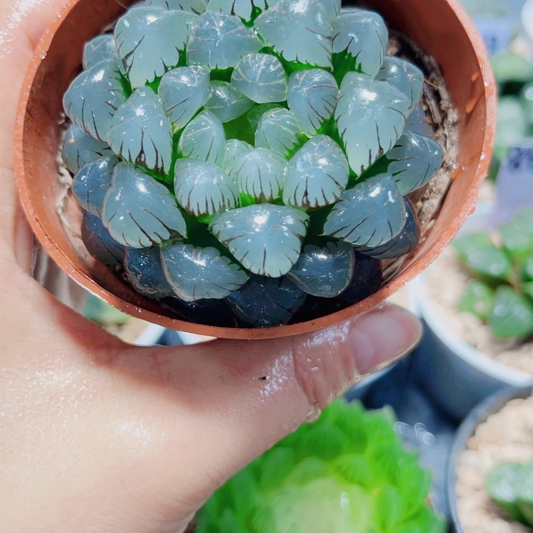 孔明灯多肉植物6666