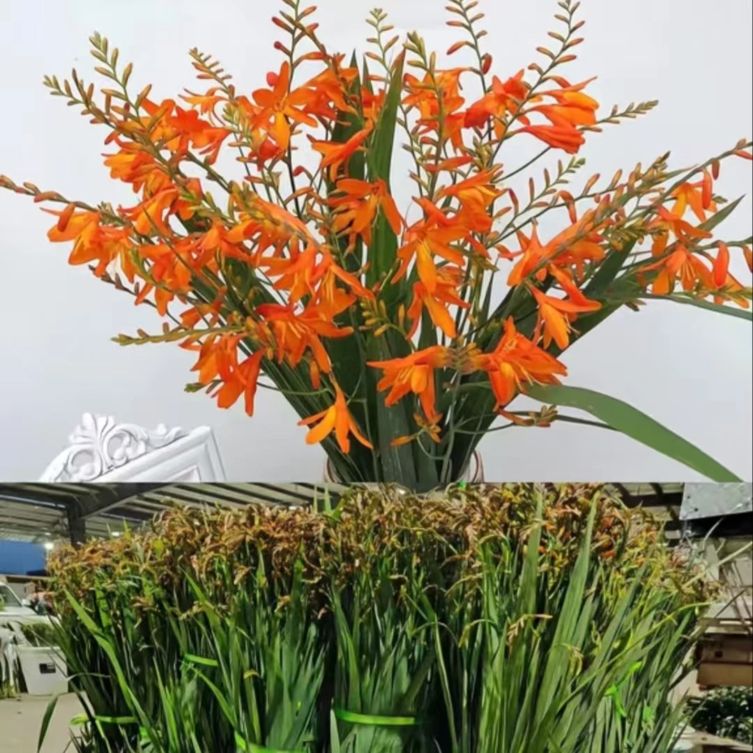 【火焰兰1扎】任意2单鲜花升级顺丰/德邦