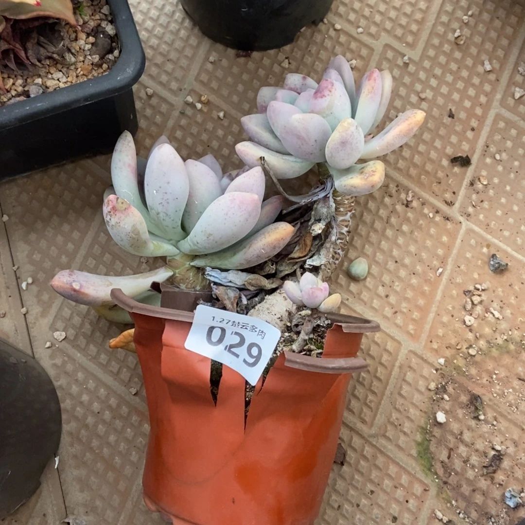 029多肉植物啦啦啦