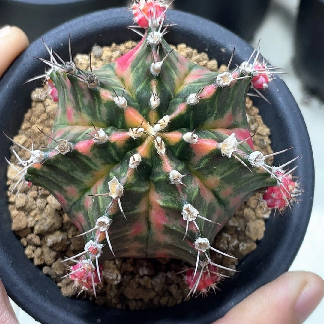 无花朵泰系实生，臀锦虎斑锦