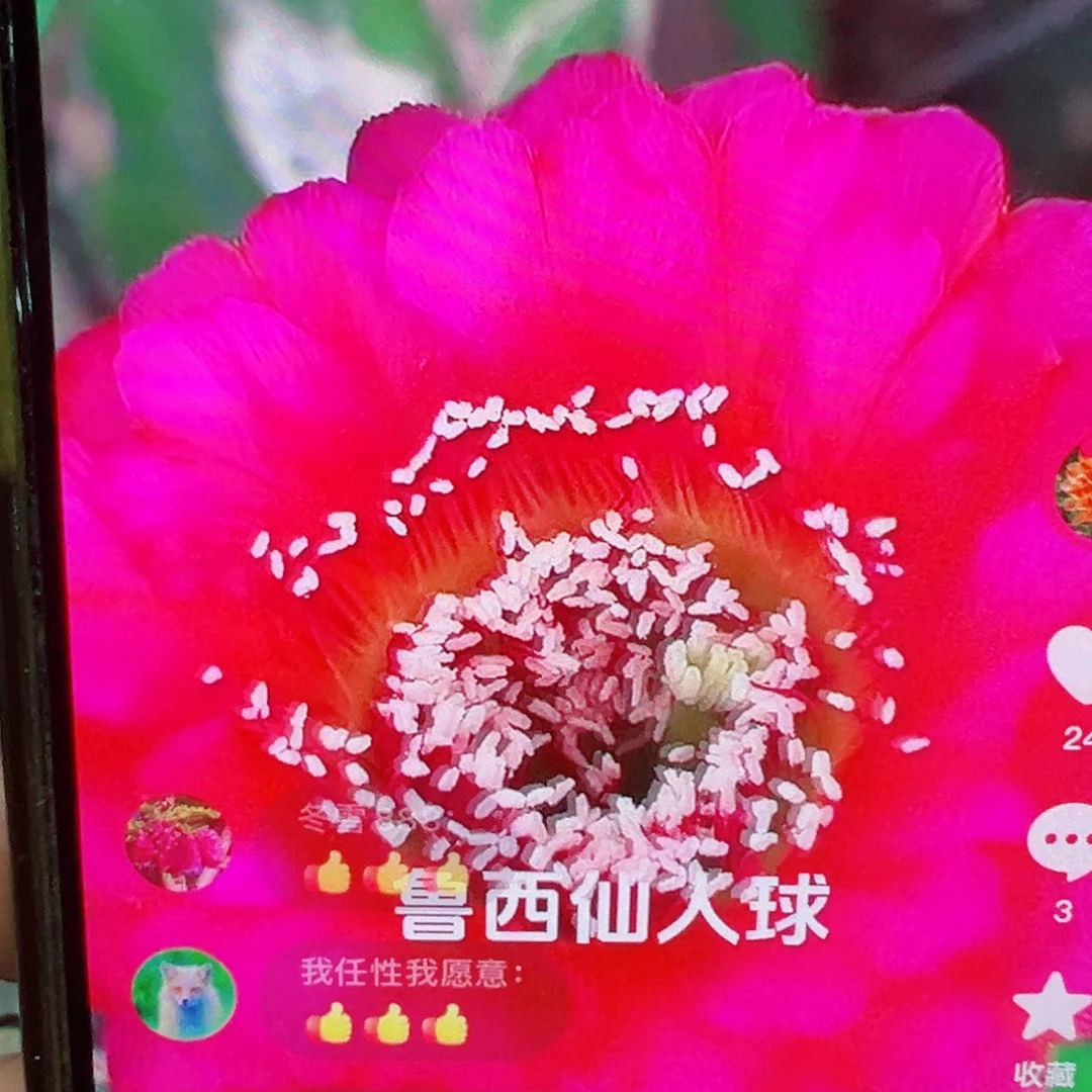 彩草 中国心 侧芽 满 20包邮