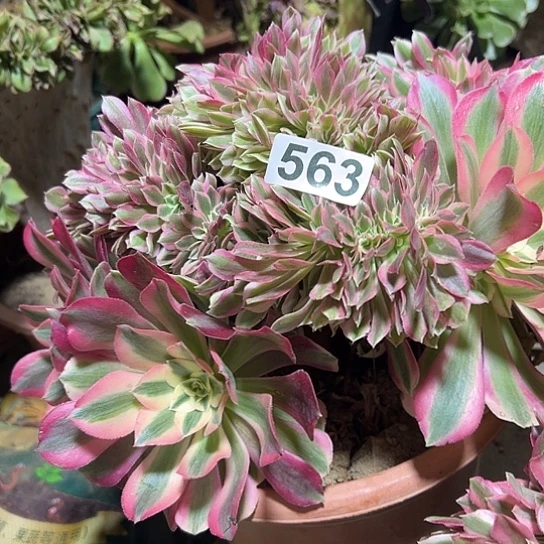 专***瓷多肉植物一个女巫563