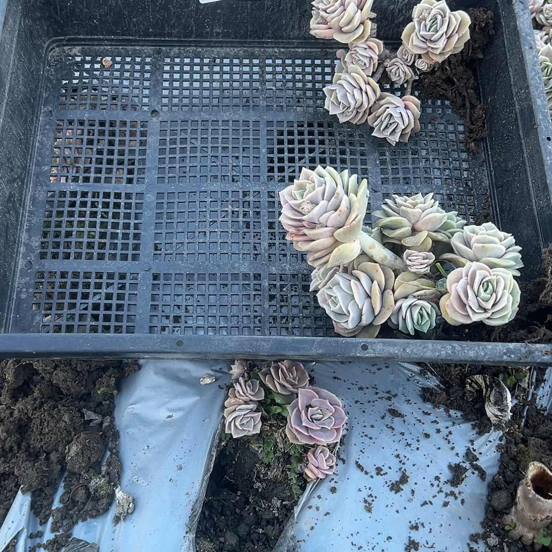 宋****'731不售后2颗